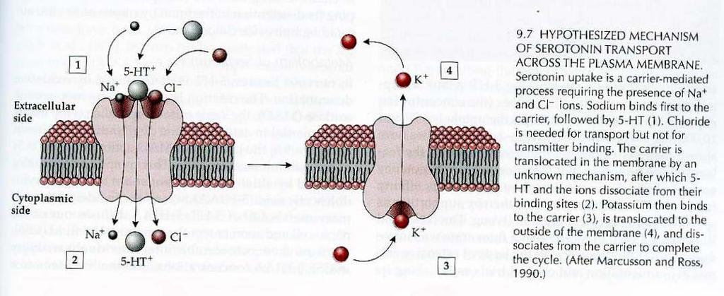 The most common mechanism: Reuptake by transporter molecules Transporter molecules are in the presynaptic nerve terminals and glial cells Transporter molecules have binding constants of <25 mm.