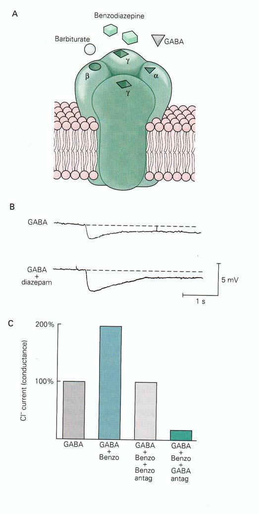 Pharmacotherapy of Anxiety Diazepam - a benzodiazepine that is effective at treating GAD Works via the GABAa channel (permeable to Cl-).