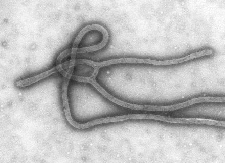 Ebola: introduction Ebola virus disease (EVD), formerly known as Ebola haemorrhagic fever (Ebola HF), is a type of viral haemorrhagic fever (VHF) associated with a high rate of mortality.