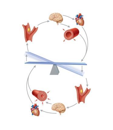 Regulation of Blood Pressure Factors can be affected by: Short-term regulation: neural controls Neural controls operate via reflex arcs that involve: Cardiovascular center of medulla Baroreceptors