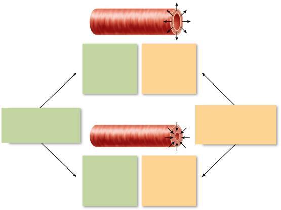 Control of Blood Flow Tissue perfusion: blood flow through body tissues; involved in: 1. Delivery of O 2 and nutrients to, and removal of wastes from, tissue cells 2. Gas exchange (lungs) 3.