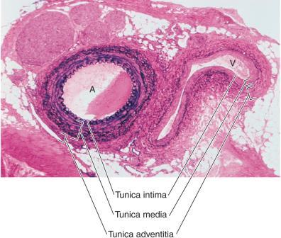 Photomicrograph of Artery and Vein lumen Or externa Structure of Blood Vessel Wall Tunica intima Smooth, friction-reducing, innermost layer in contact with blood Endothelium: simple squamous