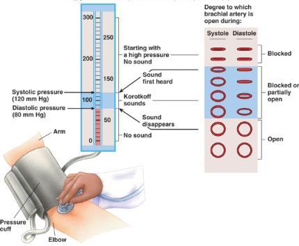 Measuring Arterial Blood Pressure using auscultatory methods and a sphygmomanometer 1. Wrap cuff around arm superior to elbow 2.