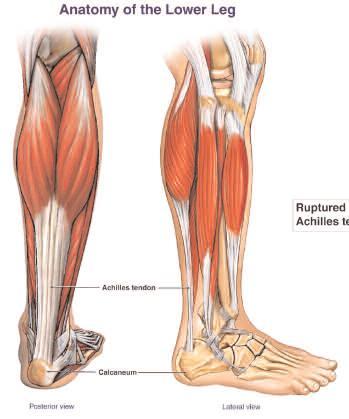 What is the Achilles Tendon? A tendon is a band of tissue that connects a muscle or group of muscles to the bone.