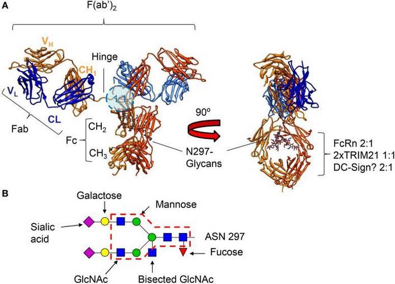 IgG Fc N-Linked Glycosylation at N297