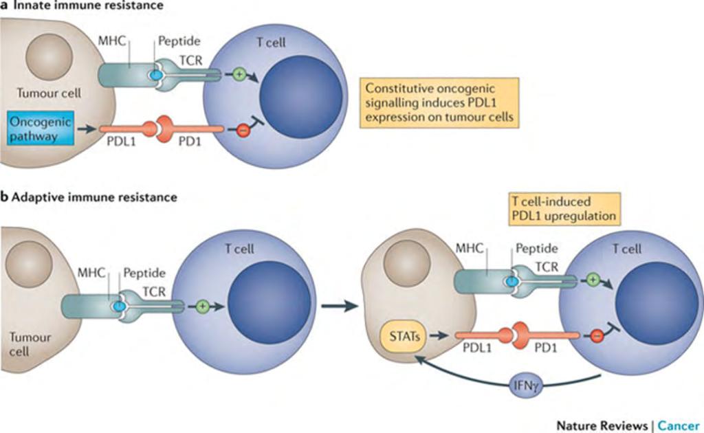 PD1-PDL1 mediated immune blockade as cancer target The blockade of immune checkpoints
