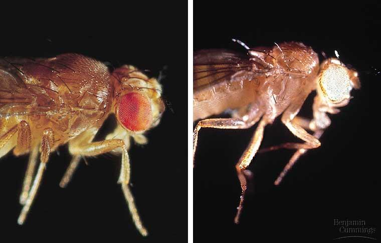 Morgan spent a year looking for variant individuals among the flies he was breeding.