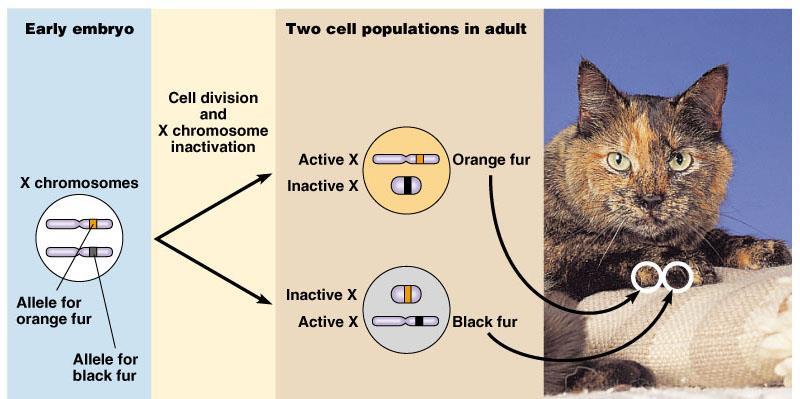 Similarly, the orange and black pattern on tortoiseshell cats is due to patches of cells expressing an