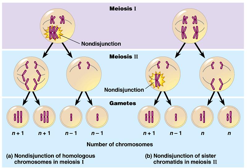 1. Alterations of chromosome number or structure cause some genetic disorders Nondisjunction occurs when problems with the meiotic spindle cause errors in daughter