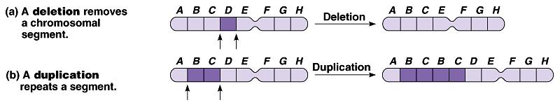 Breakage of a chromosome can lead to four types of changes in chromosome structure.