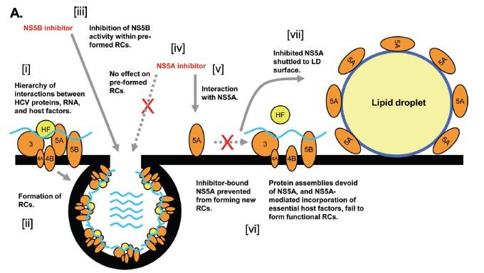 The inhibition of NS5A limits the formation of replication complex NS5A/inhibitor cannot be incorpoated in replication