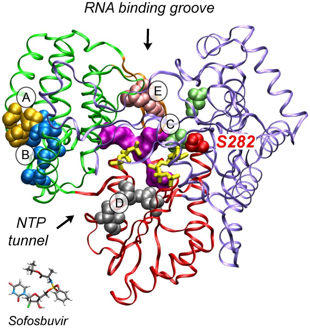 HCV NS5B inhibitors Thumb Finger Nucleos(t)ide inhibitors (NI) - Mericitabine - Sofosbuvir Non-nucleoside inhibitors (NNI) = allosteric inhibitors A Thumb I e.g. deleobuvir B Thumb II e.g. lomibuvir, filibuvir C Palm I e.