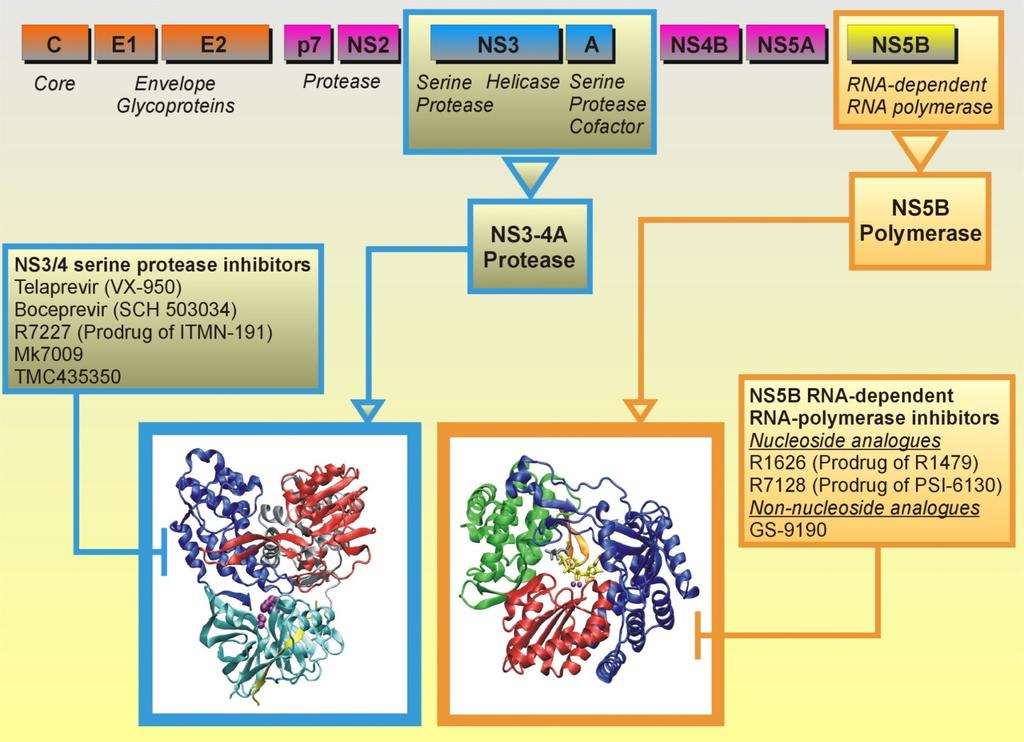 HCV protease inhibitors (PI) Inhibit NS3/NS4A serine protease responsible for the processing of the polyprotein 1st generation 1st generation, 2nd wave 2nd generation low low high Genotype activity
