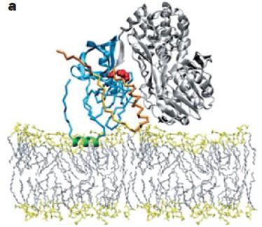 NS3/NS4A structure Repositioning of helicase