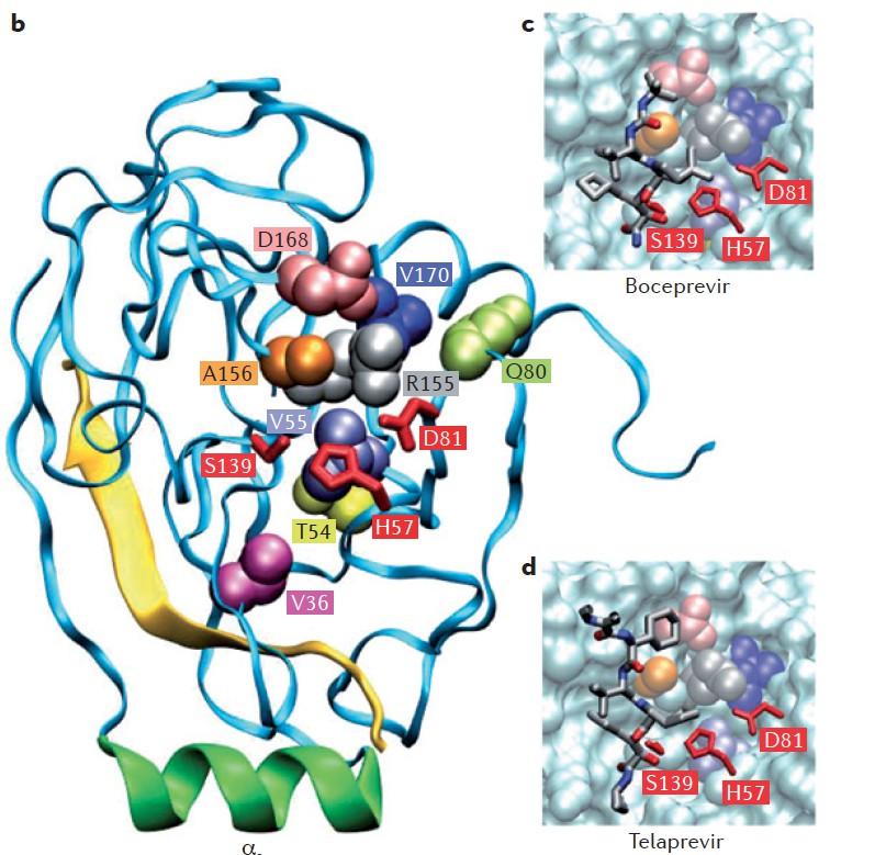 How inhibitors interact with NS3/NS4A Residues from the catalytic triad: