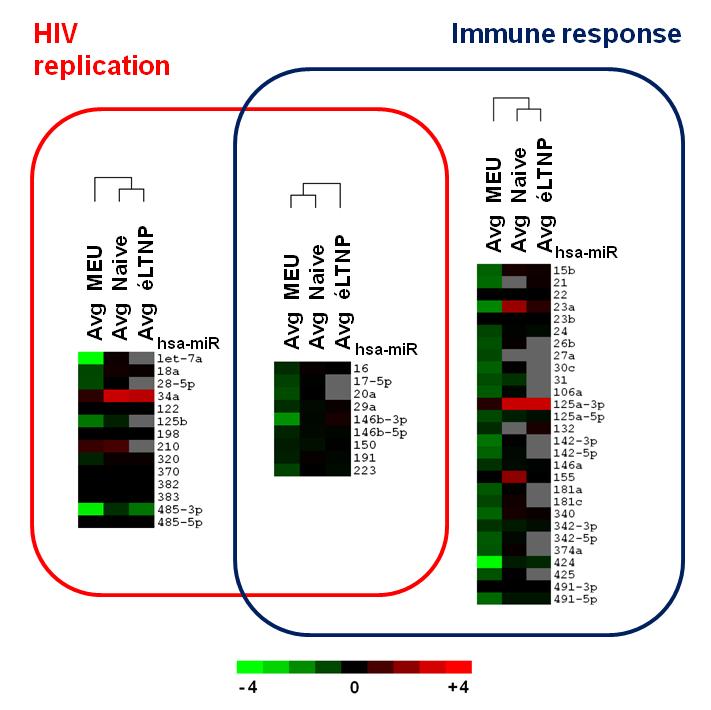 Which are the mirna involved in HIV 1 replication or immune response? Out of 377 mirnas tested, only a few are implicated in HIV replication and immune response.