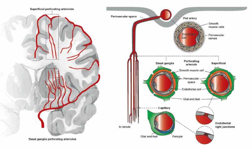Schematic diagram of the basal ganglia and superficial