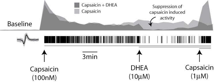 Results Figure 4: TRPV1 inhibitors modulate the effect of capsaicin on DRG neuron activity.