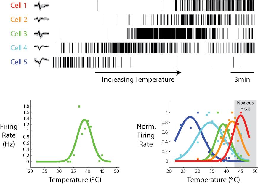 Results Thermal Sensitivity Separate populations of DRG neurons are sensitive to cold, ambient temperature, and heat, based on different gene expression profiles established in part by the position