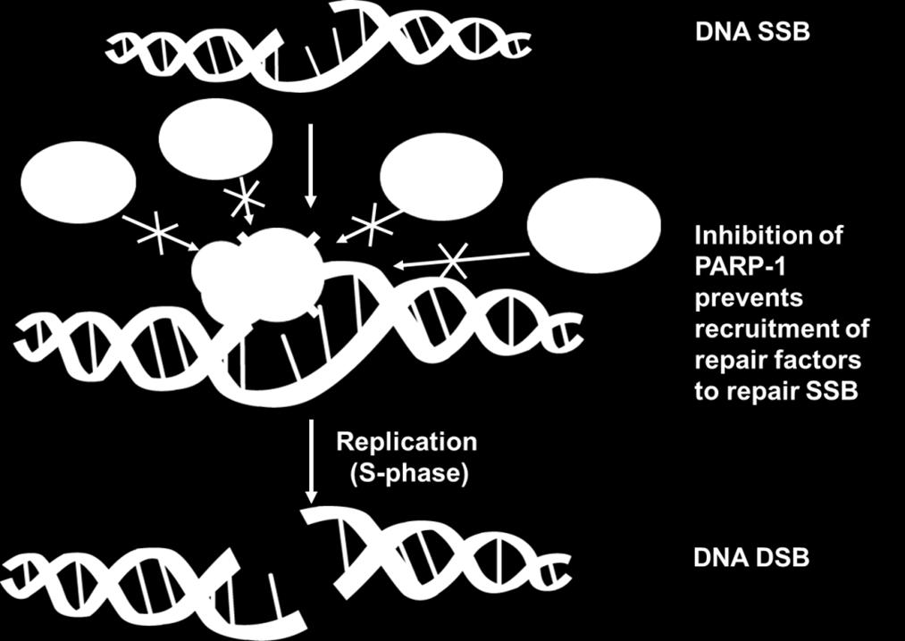 KEY ROLE SINGLE-STRAND DNA DAMAGE: PARP