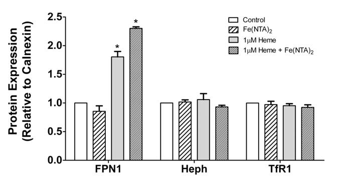 heme and/or 10 µm Fe(NTA) 2 for up to 7h (A). FPN1 protein levels from total cell lysates were quantified using Quantity One software and normalized by calnexin protein levels (B).
