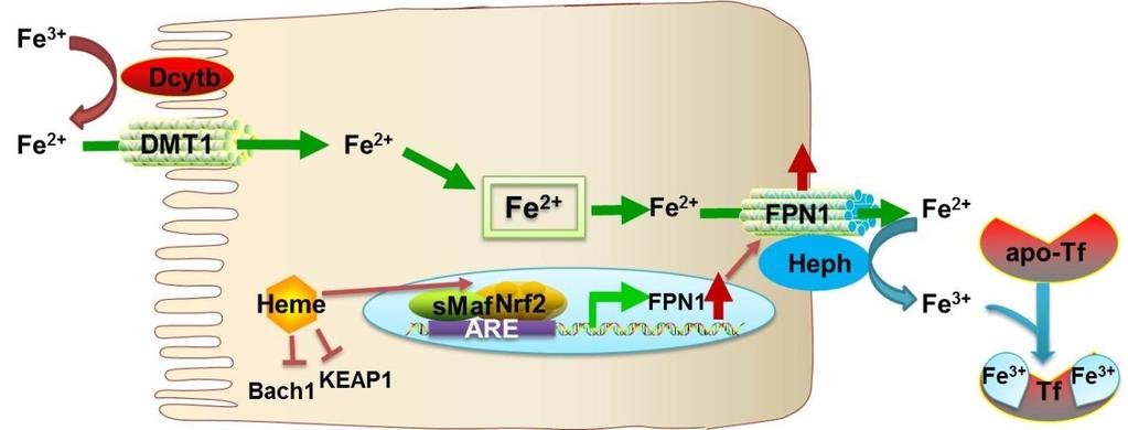 Pretreatment of heme adaptively enhances succeeding nonheme iron absorption by inducing FPN1 mrna expression (B).