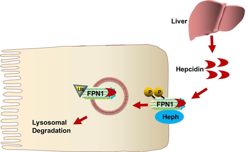 31 Figure 1-3. Posttranslational Regulation of FPN1 by Hepcidin Liver-derived hepcidin regulates intestinal iron absorption by binding to FPN.