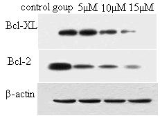 Duan et al. 2507 Figure 7. Effects of Bisdemethoxycurcumin on Bcl-XL and Bcl-2.