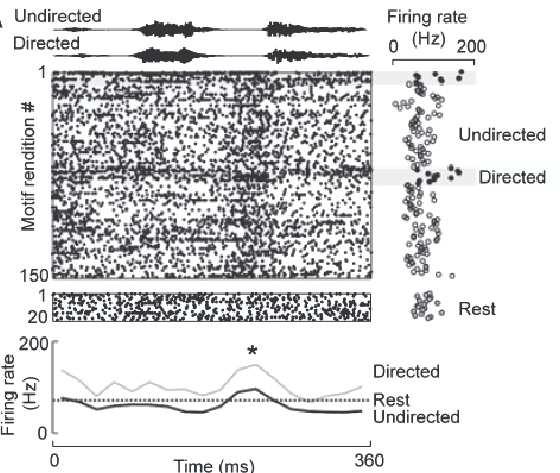 Fig. 2.9 In vivo VTA Activity. (Top) Song profile of directed and undirected song. (Middle) VTA raster plot aligned with song recordings displayed at the top.