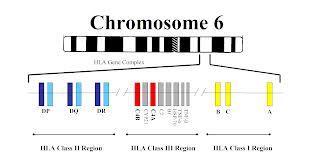 Genetics of Type 1 Diabetes 50 % of the risk for T1D determined by genetic factors HLA region, chromosome 6 encode antigen-presenting molecules (50%) Haplotypes DR3-DQ-2 and DR4-DQ8