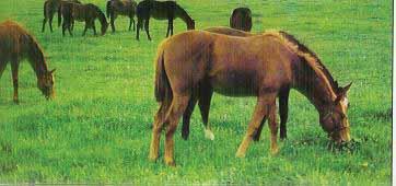 The Best Forage Source Pasture Grass is very