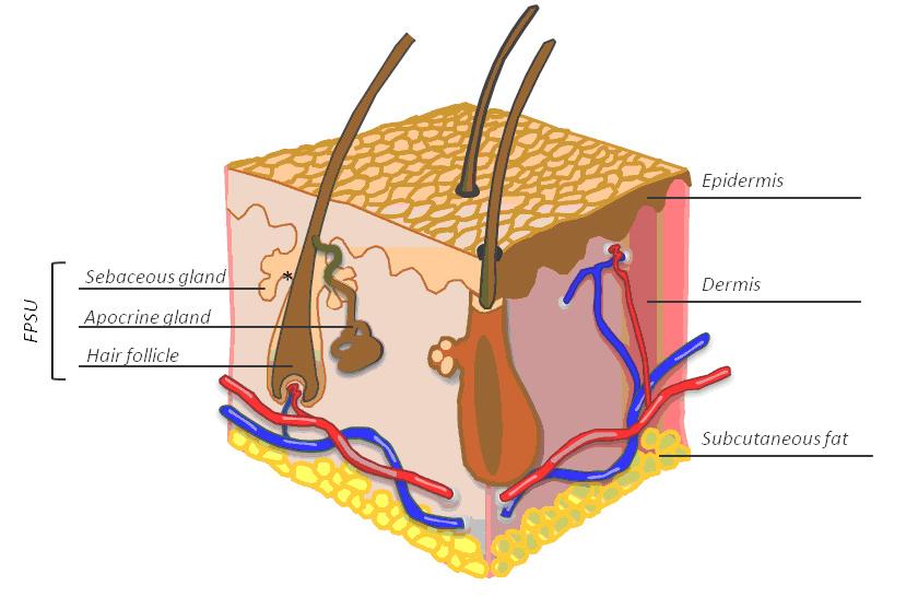 Epidermis FPSU Sebaceous gland Apocrine gland Hair follicle Dermis Subcutaneous fat Figure 1. The folliculopilosebaceous unit (FPSU) in the skin.