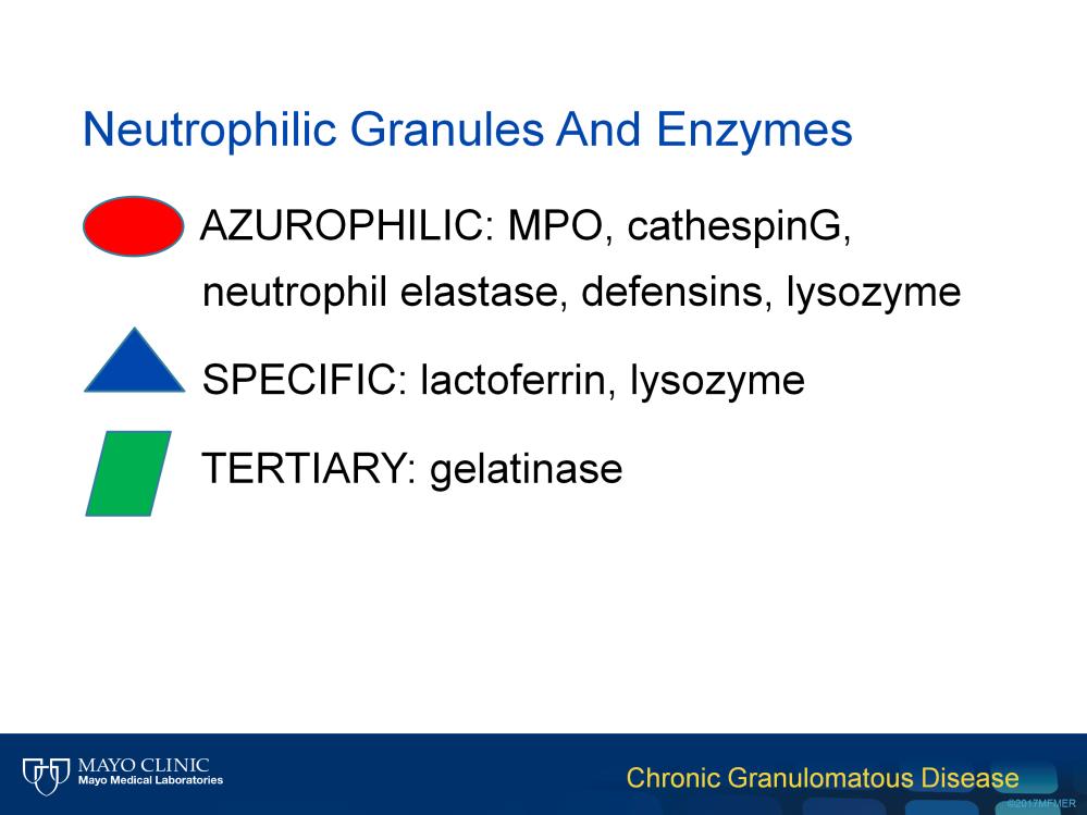 Some of the key neutrophil granule proteins involved in the neutrophil immune response are listed here.