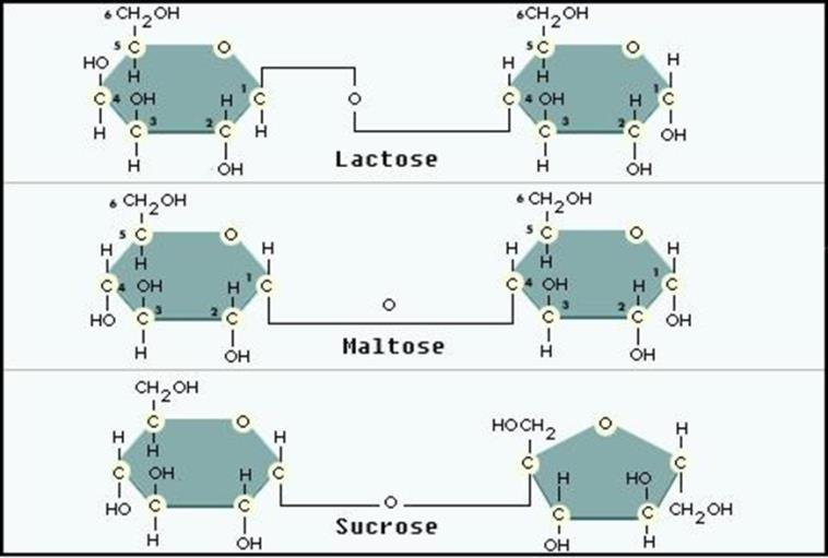 Examples: Glucose Fructose Galactose Ribose Disaccharides are a combination of two monosaccharides Examples: Sucrose(glucose + fructose) Lactose (glucose +