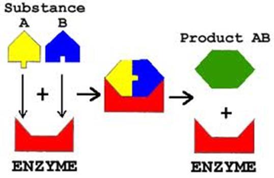 enzymes. Thousands of different enzymes exist in the body. Enzymes control the rate of chemical reactions by weakening bonds, thus lowering the amount of activation energy needed for the reaction.