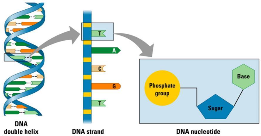 Ribonucleic acid (RNA-single strand) Ribose sugar has an extra OH or