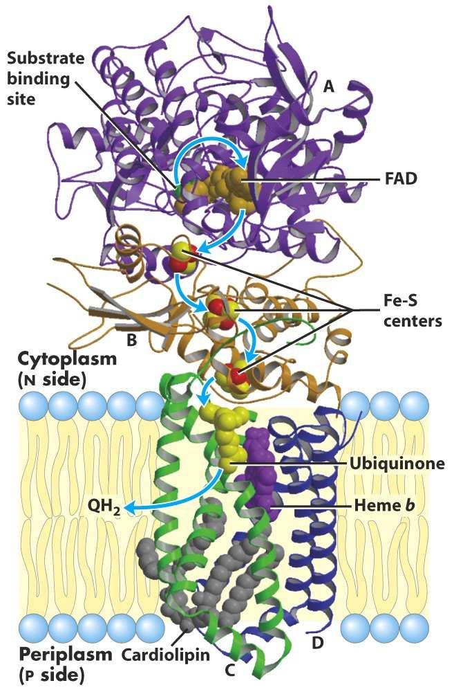 It has binding site for Coenzyme Q which is a substrate for this complex Complex II: Succinate dehydrogenase; Contain four different proteins One protein has a covalantly bound FAD prosthetic gp