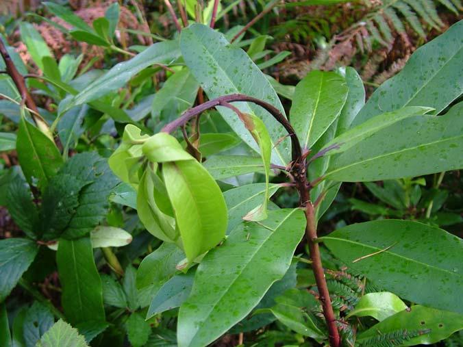 ramorum Symptoms in Rhododendron ponticum Wilt and dieback