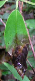 Dieback extending from the stem of leaf down the midrib and
