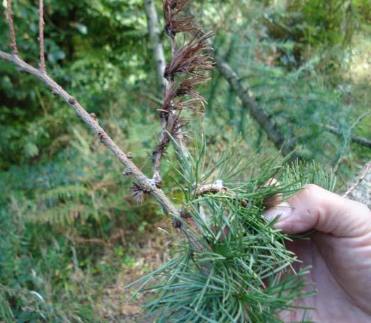 to familiarise yourself before surveying. Shoot dieback. Twigs with partial and/or failed bud flush can be indicative of P.