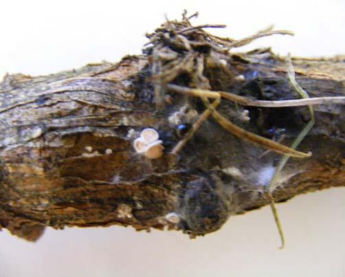 If twigs lack fully flushed buds but the end of the shoot has green needles and the bark is green and healthy, then P.