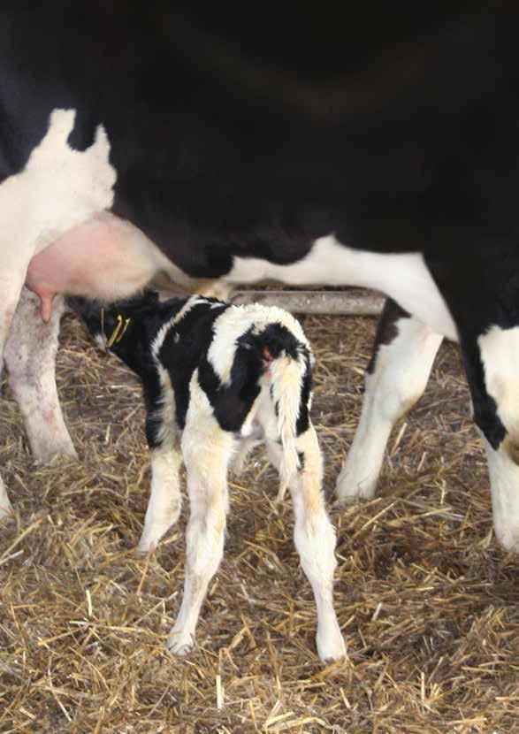 jbs kälberpaste combines colostrum with digestive oils and may be applied directly into the calf s mouth, thus providing it with a good start.