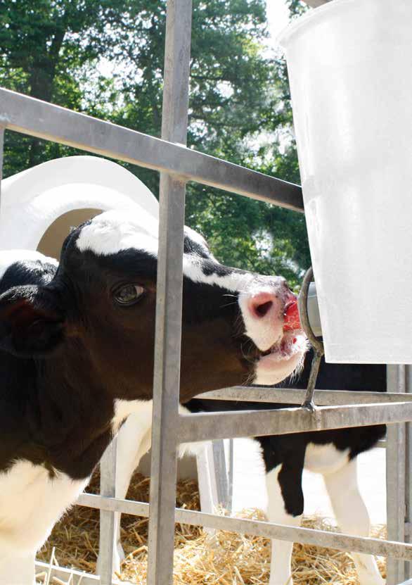 ohne gentechnisch veränderte Organismen Calf rearing with jbs jbs milchmix k - probiotic milk supplement for calves Application contains highly effective probiotics supplies the