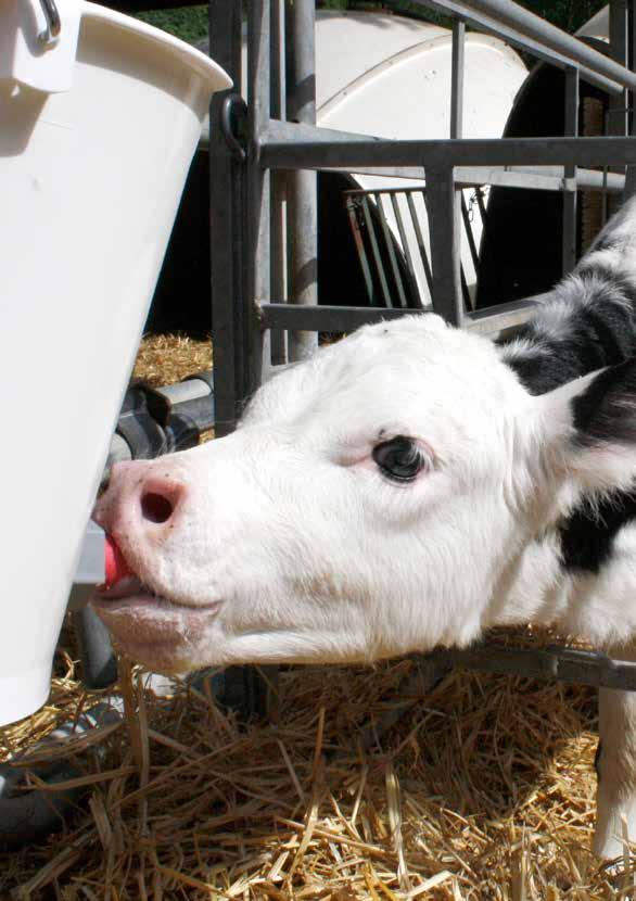 Feeding trial with jbs profimix k and jbs kälberpaste There are many possible reasons why calves suffer from diarrhoea early in life. One of them is a pathogen called Cryptosporidium.