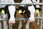 They are readily soluble and suitable for bucket and/or automatic calf feeding systems.