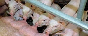 cinated and 474 control pigs were evaluated at the slaughter plant for various carcass measures. Necropsies and tissue diagnostics were performed on a subset of mortalities.