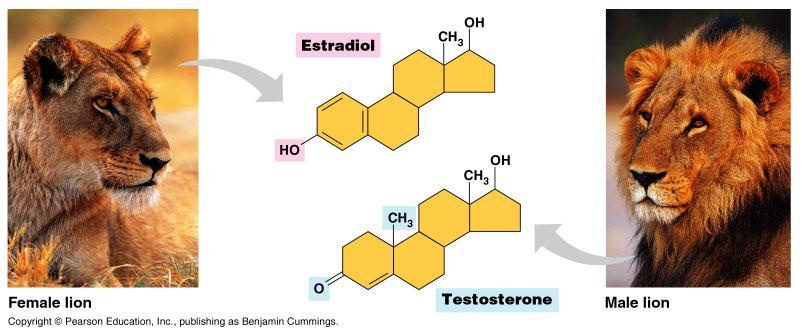 Lipid hormones