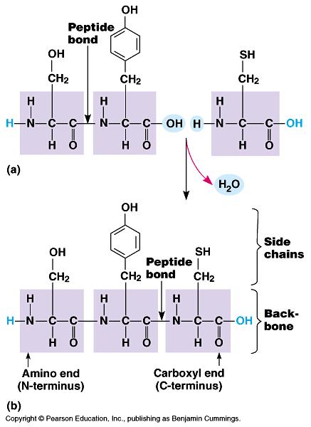 Peptide bond formation Amino acids are joined by a type of covalent bond called a peptide bond during
