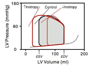 pressure- stroke volume If low contractility-inotropism: low driving