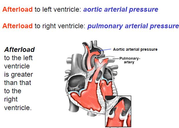 normal (normal vascular tone ) stroke volume is